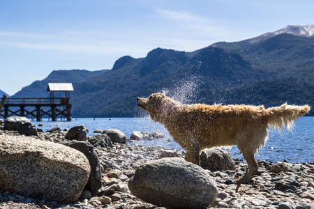 BEAUTIFUL DOG ââIN A LAKE.の写真素材