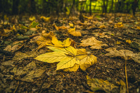 Forest with the ground full of autumn leaves.の写真素材