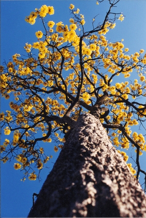 Preserving our beautiful trees is a duty of all.