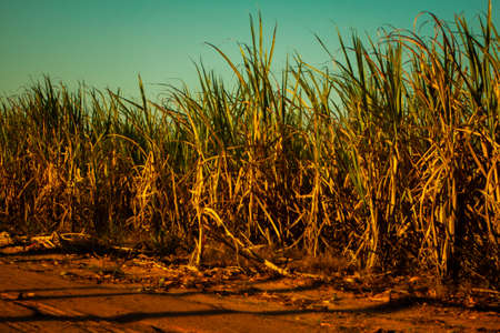 Green fields as an alternative energyの写真素材