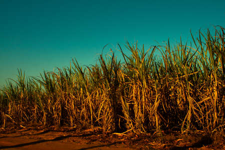 Green fields as an alternative energyの写真素材