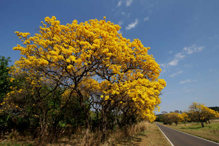 A road lined with beautiful treesの写真素材