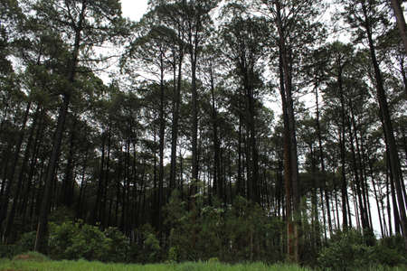 Cellulose: growing the raw materialの写真素材