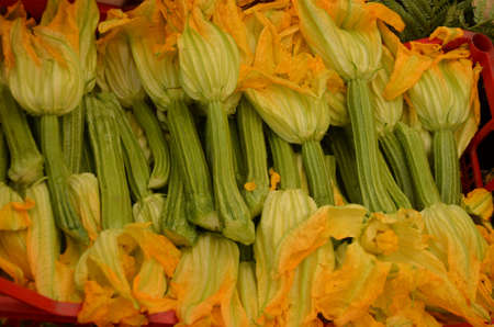 Fresh Zucchini Flowersの写真素材