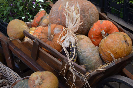  pumpkins in the wheelbarrowの写真素材