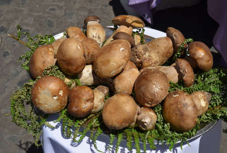  Fresh mushrooms composition の写真素材