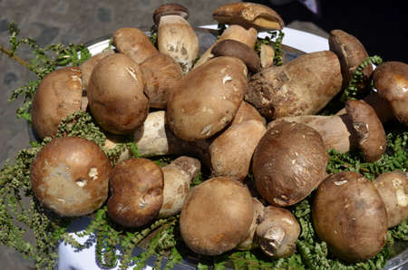  Fresh mushrooms composition の写真素材