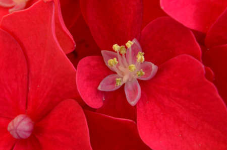 Red flower isolated の写真素材