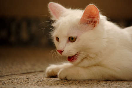 White cat - 1 of 10の写真素材