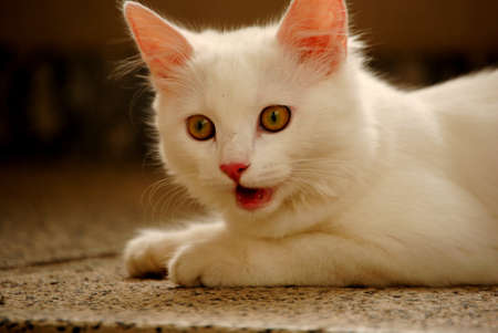 White cat - 1 of 10の写真素材