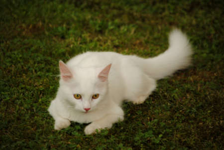 White cat - 1 of 10の写真素材