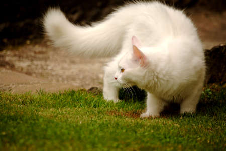 White cat on grassの写真素材