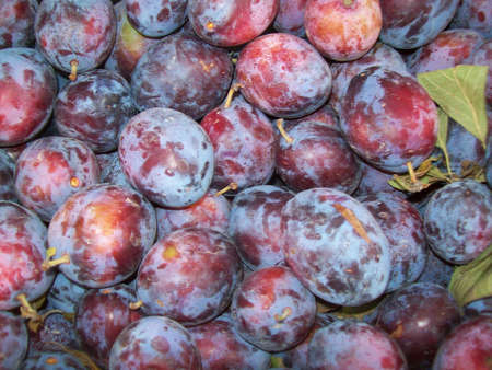 freshly picked plumsの写真素材