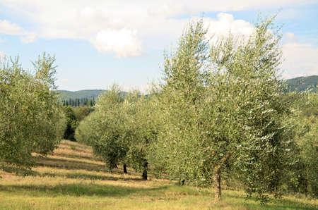 The Tuscan countryside with hills of olive trees and vinesの写真素材