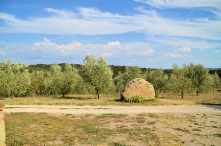The Tuscan countryside with hills of olive trees and vinesの写真素材