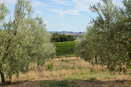 The Tuscan countryside with hills of olive trees and vinesの写真素材