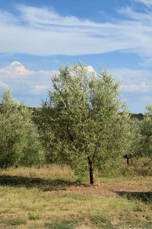 The Tuscan countryside with hills of olive trees and vines の写真素材