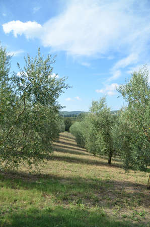 The Tuscan countryside with hills of olive trees and vinesの写真素材