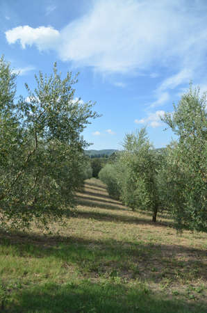 The Tuscan countryside with hills of olive trees and vinesの写真素材