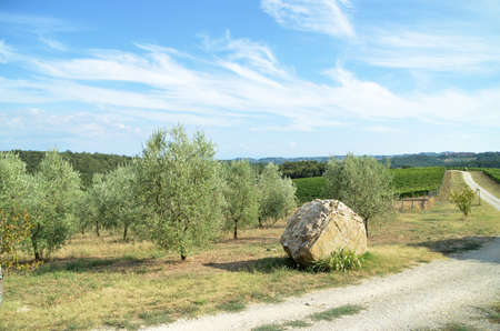 The Tuscan countryside with hills of olive trees and vinesの写真素材