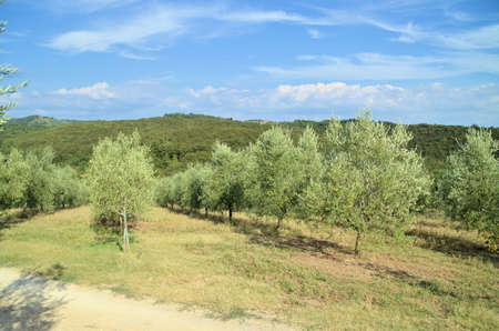 The Tuscan countryside with hills of olive trees and vinesの写真素材
