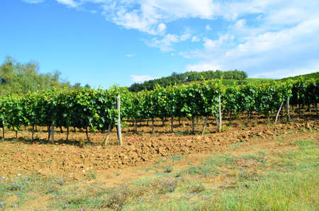 Chianti vineyard landscape in Tuscanyの写真素材