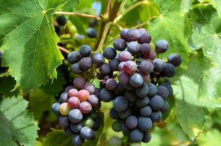 Chianti vineyard landscape in Tuscany