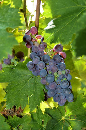 bunch grape of Chianti, Tuscanyの写真素材