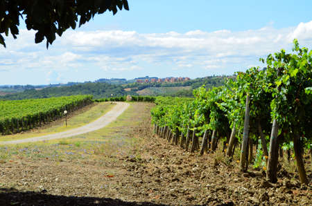 Chianti vineyard landscape in Tuscanyの写真素材