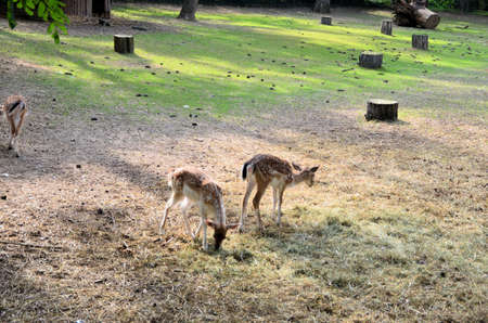 Deerの写真素材