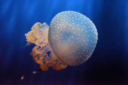jellyfishの写真素材