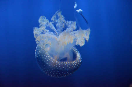 jellyfishの写真素材