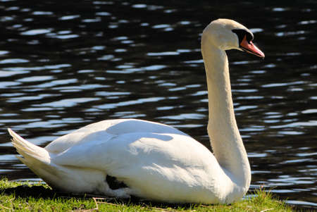 Beautiful swanの写真素材