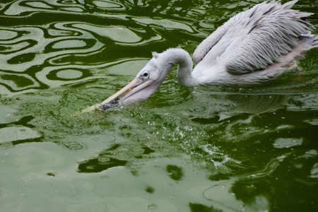 Pelican の写真素材