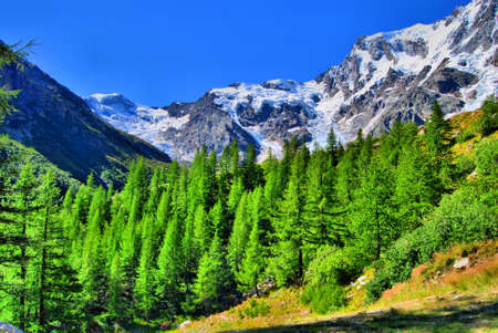 Rocky Mountain springの写真素材