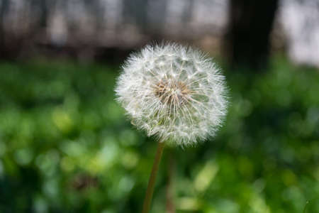 Dandelion IIの写真素材