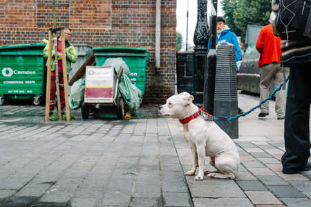 LONDON, ENGLAND October 2, 2013: pitbull on the street with the owner in Camden Town, Londonのeditorial素材