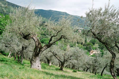 Assisi olive grovesの写真素材