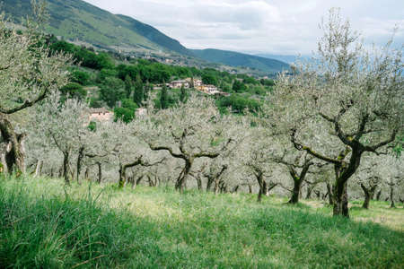 Assisi olive grovesの写真素材