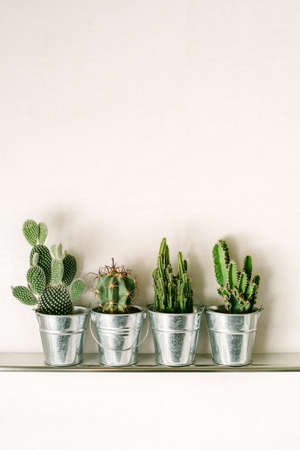 Succulent plants in potsの写真素材