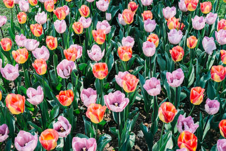 flowering tulipsの写真素材