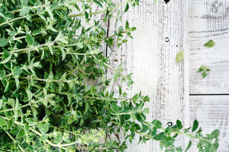 fresh oregano