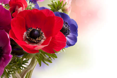anemones on a white backgroundの写真素材