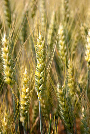 ears of wheatの写真素材