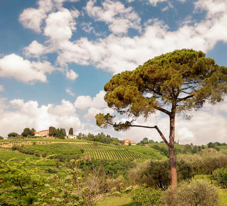 Vineyards in the hills of Breganze city, Veneto Italyの写真素材