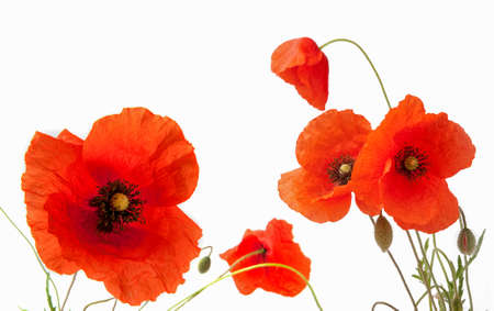poppies on white background