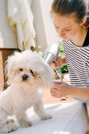 Little girl dries just washed dogの写真素材
