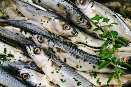 mackerel raw prepared with herbs for cookingの写真素材