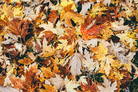Autumn leaves fallingの写真素材
