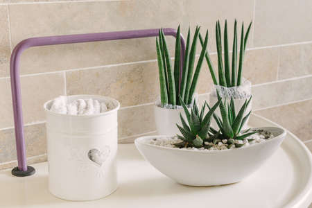 Decorative cactus plantsの写真素材